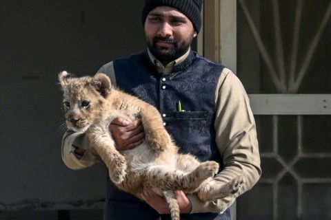 Big cats are imported and bred across Pakistan, seen as symbols of wealth and power to the elite that own them