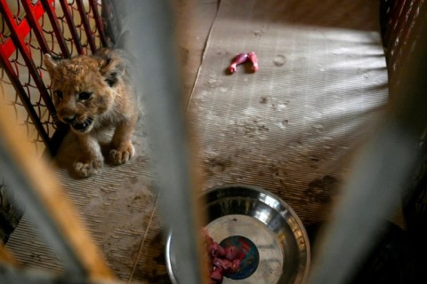 Every month for one year, YouTube star Rajab Butt must post a five-minute video dedicated to animal rights