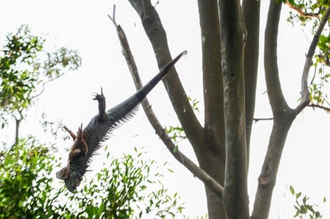 An iguana falls from a tree after being shot by hunters