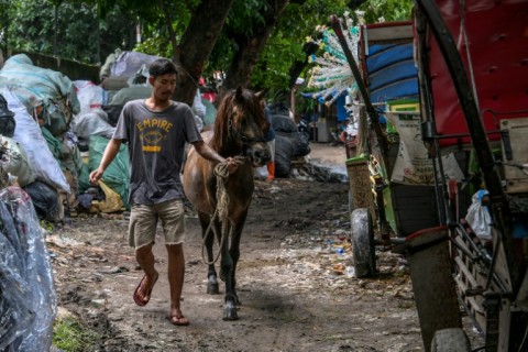 Animal rights activists say the conditions under which horses are kept are so harsh the practice must end