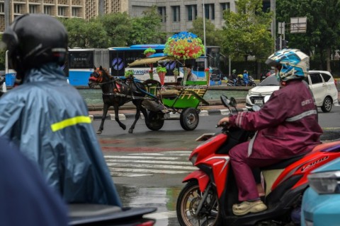 Limited to just a few areas of Jakarta, only several hundred delman horses remain to ferry tourists on weekends or public holidays
