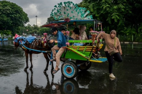 Local government has said it remained committed to animal welfare but needed more help