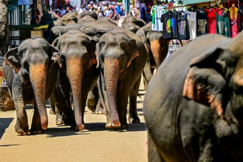 Elephants return to Sri Lanka's Pinnawala Elephant Orphanage after taking their daily bath in a river