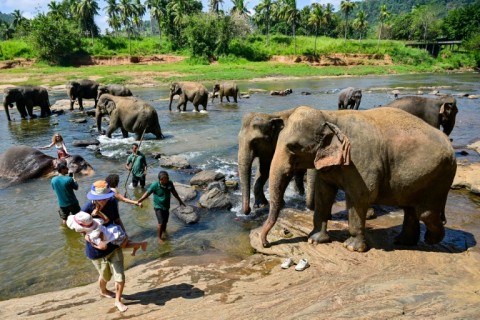 Sri Lanka is also facing a major human-elephant conflict in areas bordering traditional wildlife sanctuaries