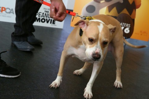 Trigger happy: a pit bull terrier