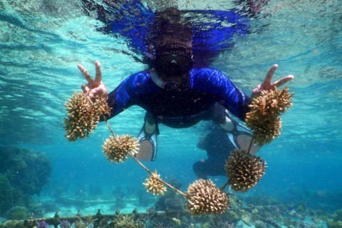 Scientists say many creatures living beneath the ocean's surface are gone before we realise they exist