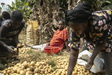 Farmworkers select potatoes in the Lamingo Dam fields in Jos, which is becoming an agri-tech hub