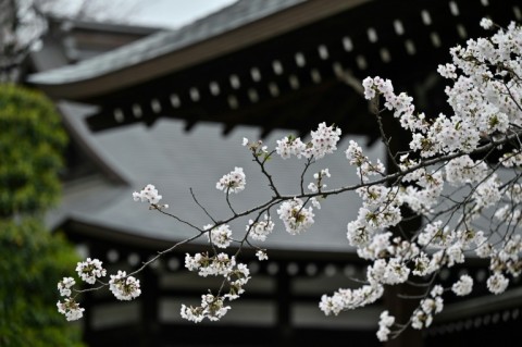 Blooming cherry blossoms are pictured at Yasukuni Shrine as the blossom viewing season begins in full in central Tokyo