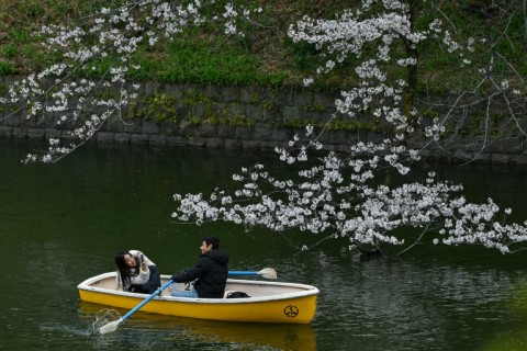 The Japanese weather agency has declared the country's most common and popular 'somei yoshino' variety of cherry tree in full bloom in Tokyo