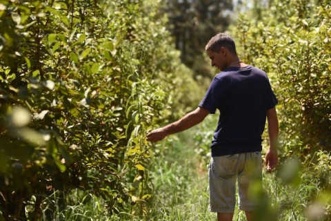 Growers of yerba mate say their crops are being polluted