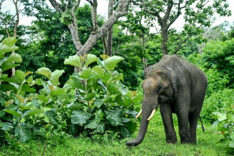 Despite weighing up to six tonnes, an Asian elephant can cover several hundred metres in just 30 seconds