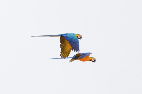 Blue-and-yellow macaws (Ara ararauna) form part of the biodiversity of the Amazon basin, the world's biggest biome