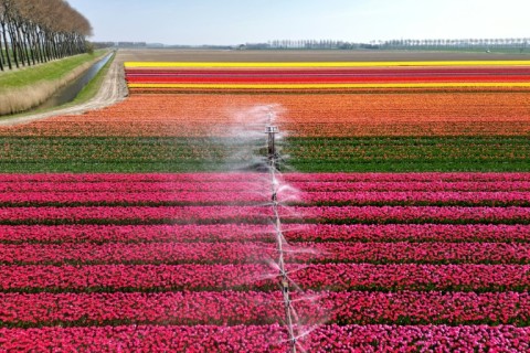 There are concerns about the amount of pesticides on flowers