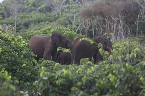 Forests cover 88 percent of the surface of Gabon, providing a haven for gorillas, buffalo, panthers, elephants, chimpanzees and other species