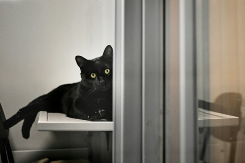 Romeo the black cat sits in his enclosure at the London shelter