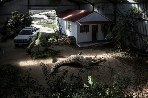 Simulated crime scenes are stagged used stuffed animals