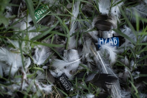 Conservationists say some of the birds are tagged and come from Europe