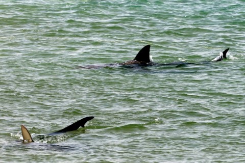 Sharks enjoy the warm waters next to the power plant in Hadera, central Israel