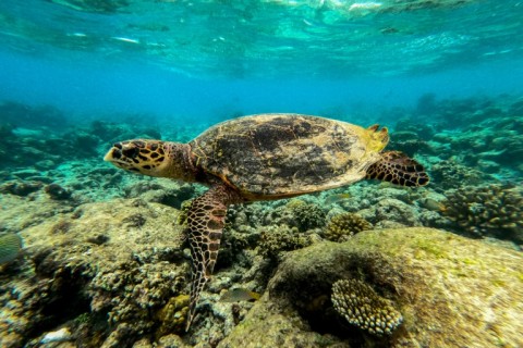 海洋は人間の気候汚染からの熱を感じます