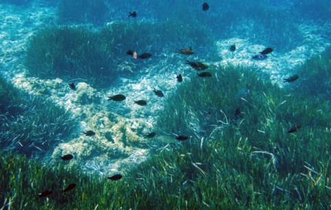 'Damselfish' in seagrass meadows in Marseille inhabit an ecosystem threatened by the anchors of pleasure boats