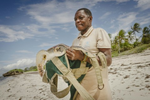 Once checked, weighed and tagged, the turtles are returned to the ocean