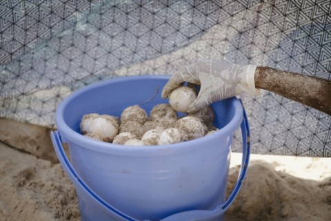 The charity relocates eggs laid too close to the sea