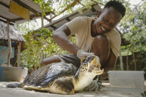 Lameck Maitha scrubs the head of Safari, an Olive Ridley sea turtle whose flipper had to be amputated
