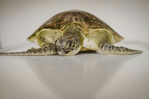 A young Green sea turtle at the charity's rehabilitation centre