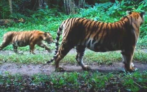 Release of the deer is credited with helping the 'extraordinary' recovery in Thailand's tiger population, which has increased almost fivefold in the last 15 years