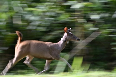 While some of the deer are killed and eaten by tigers, most of them go on to reproduce