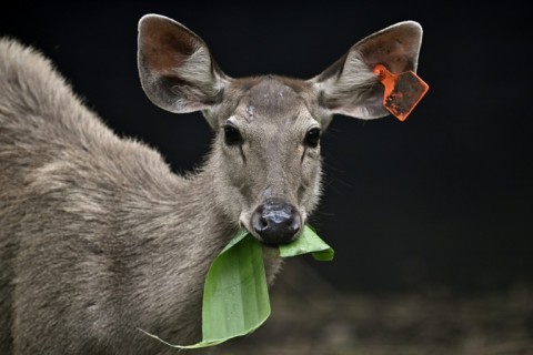 The breeding and releases also aim to solve the problem of the sambar deer's own population decline due to hunting