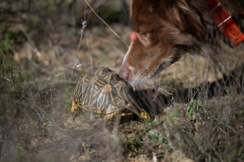 The Endangered Wildlife Trust is using canines to sniff out the endangered tortoise species