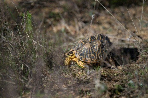 The geometric tortoise only exists in South Africa's Western Cape and is on the brink of extinction