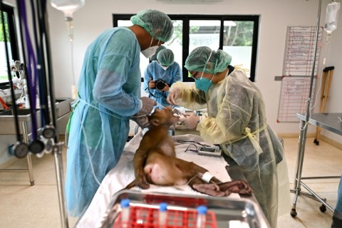 Over 900 animals are in WFFT's care with a regular stream of emergency arrivals