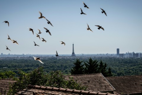 Around 200 pigeons live in Mont Valerien