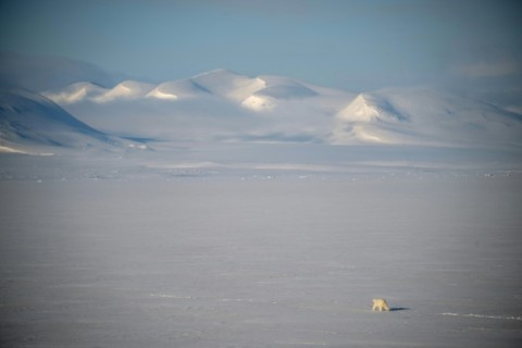 Polar bears are changing their diet and travelling further to eat