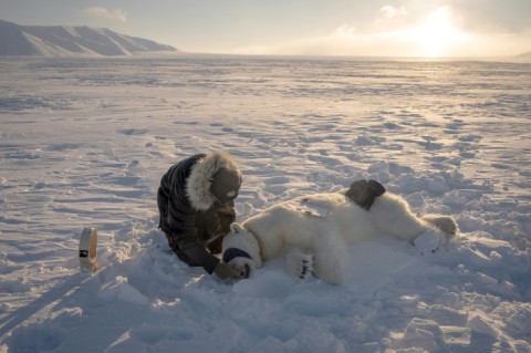 Expedition head Jon Aars changes the GPS collar of a female polar bear off Spitzbergen