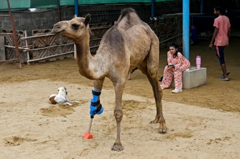 Veterinarian Babar Hussain said it was the first time a large animal in Pakistan had received a prosthetic leg