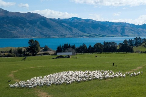 Sheep moving to pasture in the Otago region of New Zealand in September 2023. Rural New Zealand once abounded with rolling pastures, rickety wire fences hemming in millions of sheep chewing on the green grass.