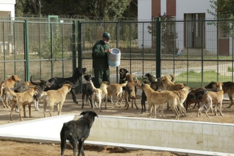 Morocco says it has endorsed non-lethal methods to reduce public health risks, investing in dog clinics nationwide