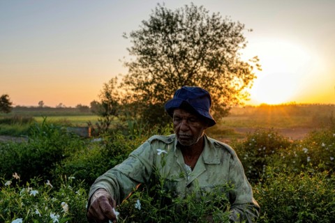 Climate change is driving down the yield of jasmine farmers, who struggle to make a living in Egypt's precarious economy