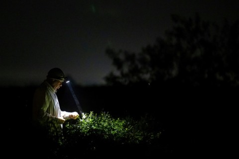 Harvesting, which takes place at night, can go on for hours before pickers are able to fill their baskets