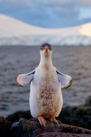 Antartica and the animals that live there are increasingly under threat by climate change and other human activities