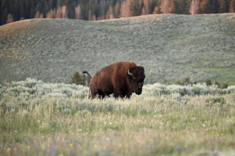 An American Bison, also called Buffalo, grazes in the Yellowstone National Park July 09, 2020