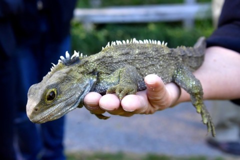Oldest known lizard ancestor discovered in England - eNCA