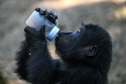 Zeytin, whose name means 'olive' in Turkish, is believed to be an endangered Western lowland gorilla