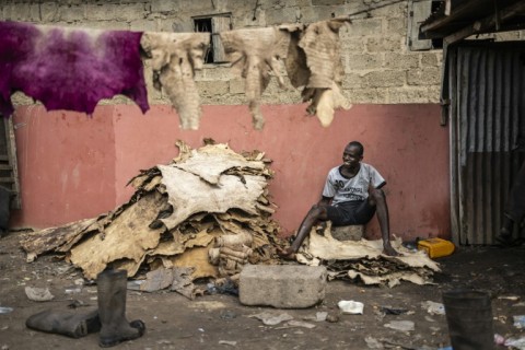 At the Majema tannery, workers clean and treat the hides on the floor
