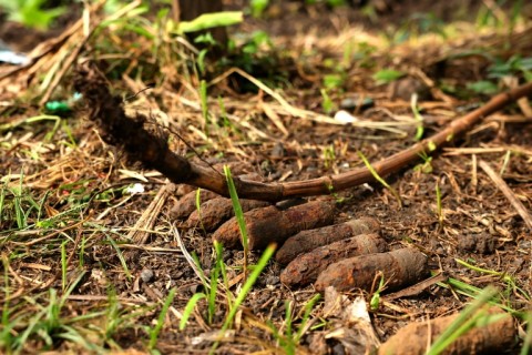 Of the 50,000 bombs found and destroyed in the Solomon Islands over the past 14 years, well over two-thirds were of American origin