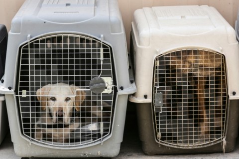 Pets are not passengers, the court ruled