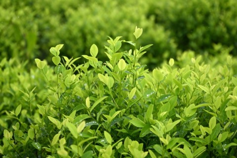 Colombia is the world's biggest cocaine producer